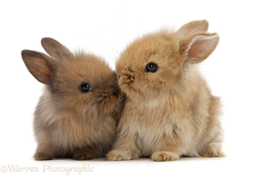 Two cute baby Lionhead-cross bunny rabbits kissing, white background