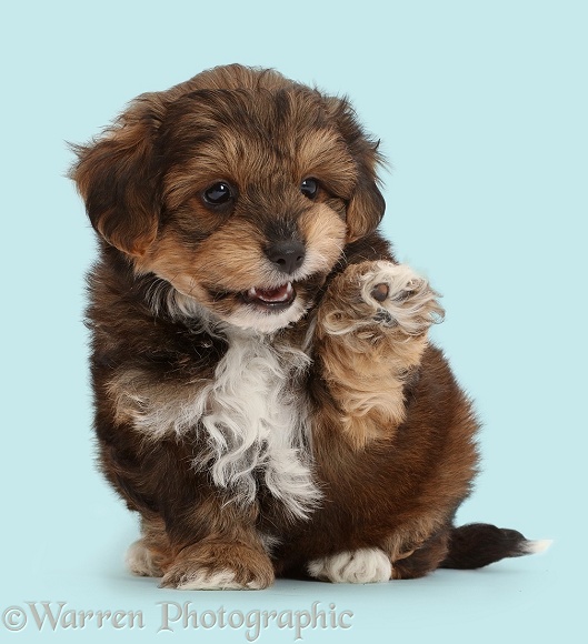Cavapoo puppy waving a raised paw, white background