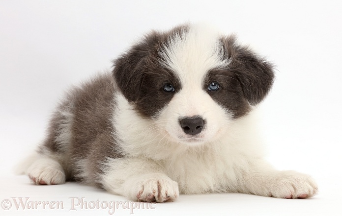 Blue-and-white Border Collie puppy, white background