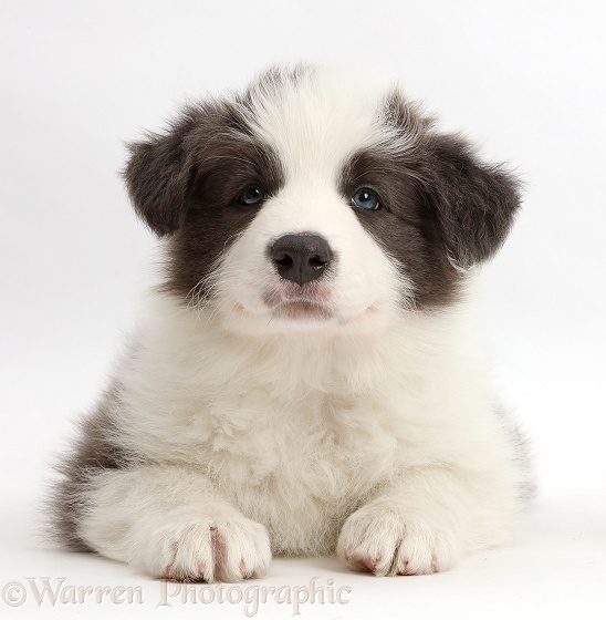 Blue-and-white Border Collie puppy, white background