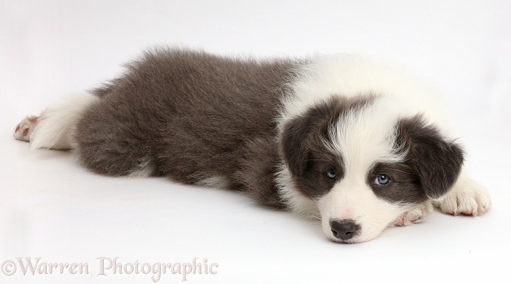 Blue-and-white Border Collie puppy with chin on floor, white background