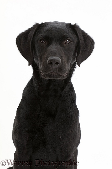 Black Labrador dog, 6 months old, white background