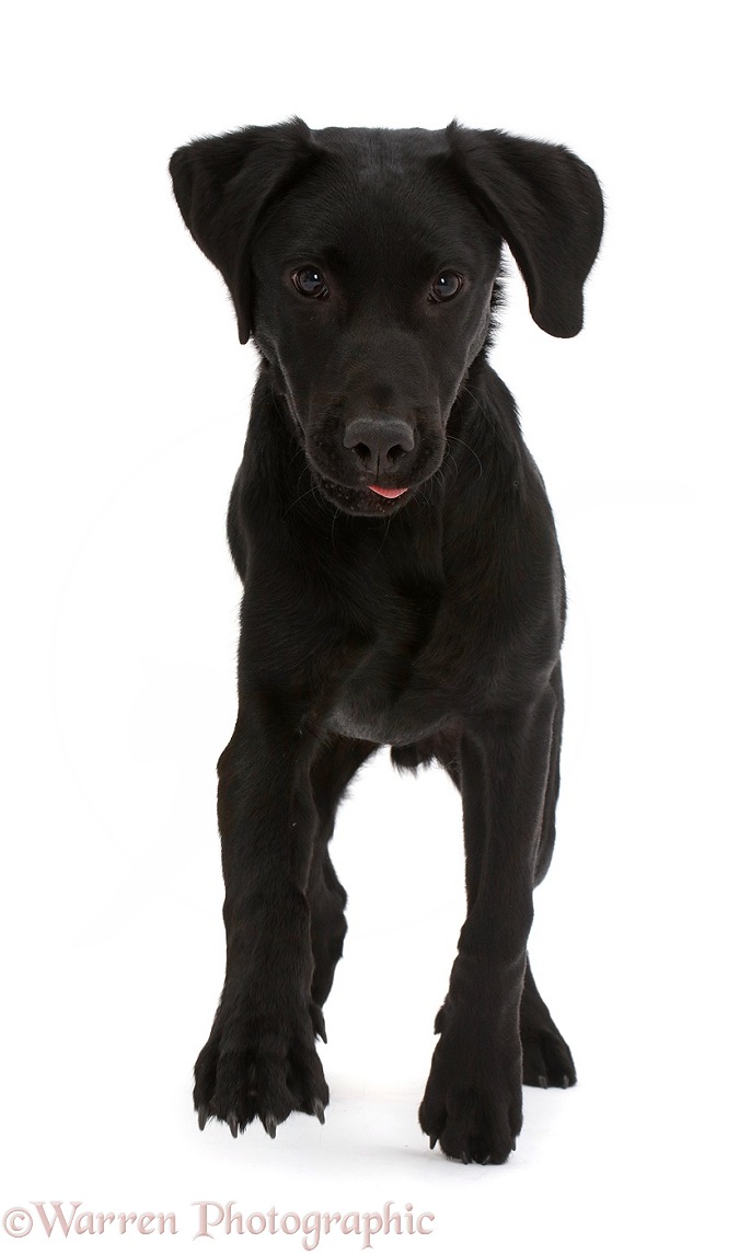 Black Labrador dog, 6 months old, trotting, white background
