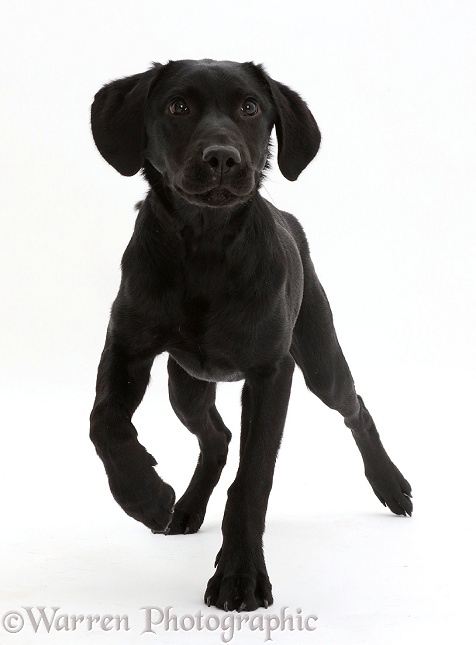 Black Labrador dog, 6 months old, walking, white background