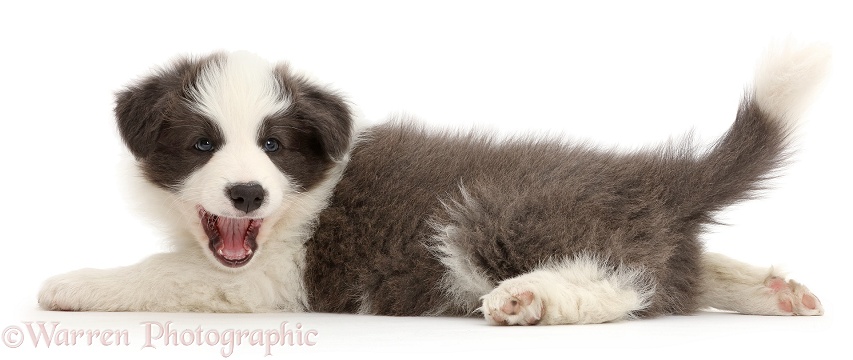 Blue-and-white Border Collie puppy stretched out playful, white background