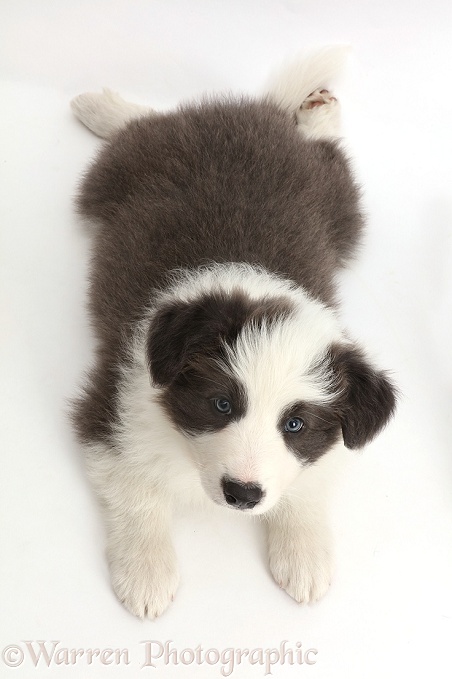 Blue-and-white Border Collie puppy lying looking up, white background