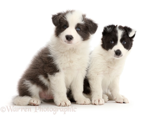 Two Border Collie puppies sitting, white background