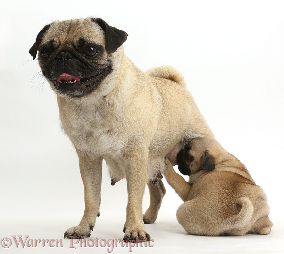 Long-suffering Pug mother and suckling puppy, white background