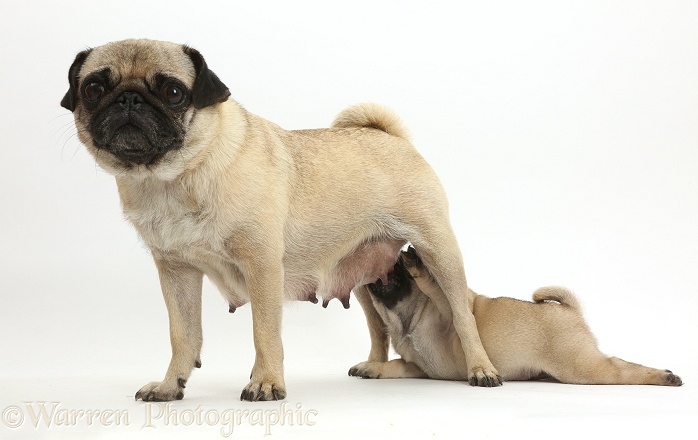 Long-suffering Pug mother and suckling puppy, white background