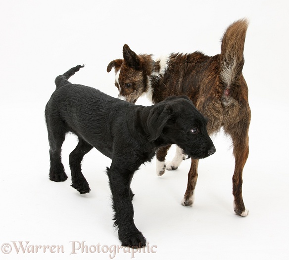 Collie-cross, Brec, with hackles raised, showing assertiveness over black puppy, white background