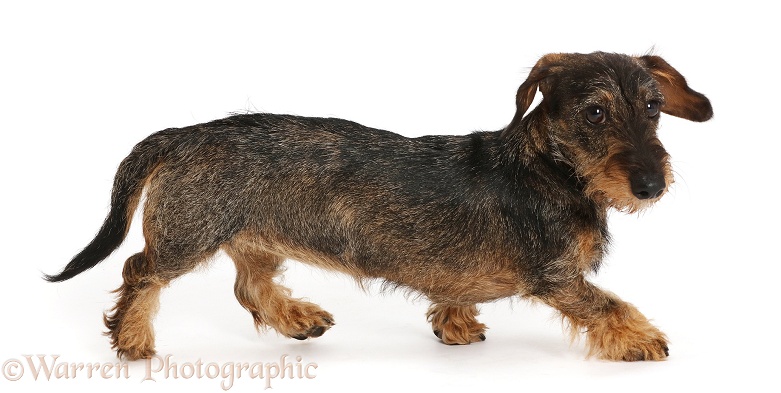 Wire haired Dachshund walking across, white background