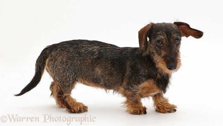 Wire haired Dachshund walking across, white background