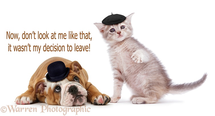 Brexit English Bulldog and French cat, white background