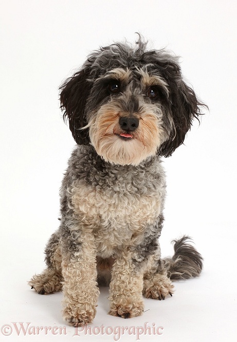 Tricolour Daxie-doodle dog, Dougal, sitting, white background