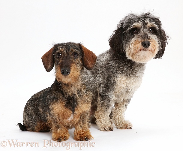 Tricolour Daxie-doodle dog, Dougal, and wire-haired Dachshund, white background