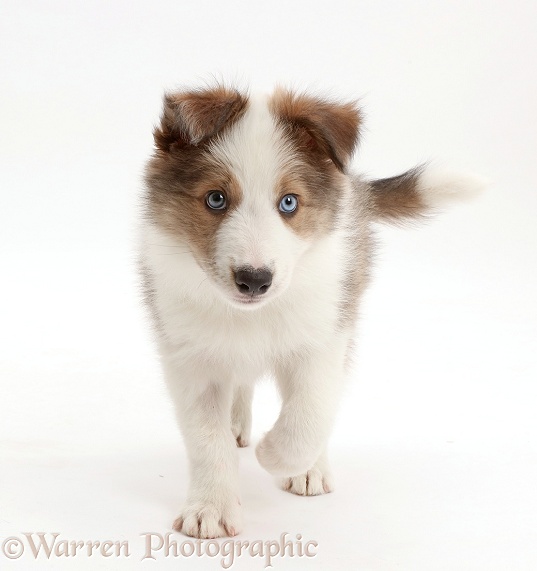 Sable-and-white Border Collie puppy, 8 weeks old, walking, white background