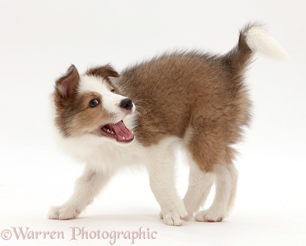 Sable-and-white Border Collie puppy, 8 weeks old, chasing his tail, white background