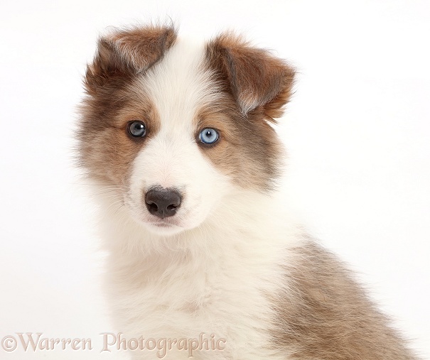 Sable-and-white Border Collie puppy, 8 weeks old, white background