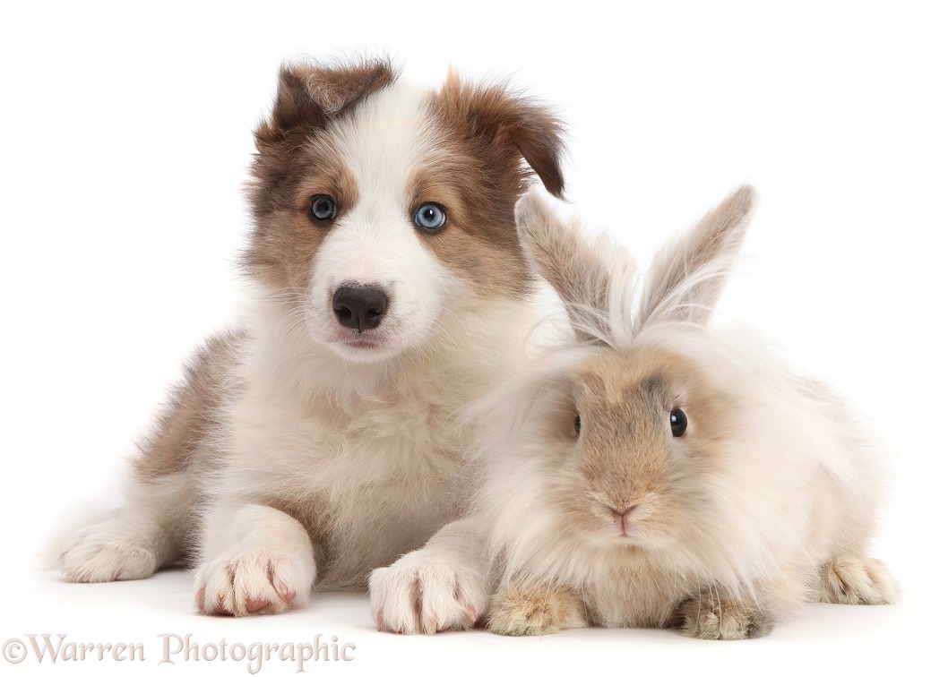 Sable-and-white Border Collie puppy, 8 weeks old, with fluffy bunny, white background