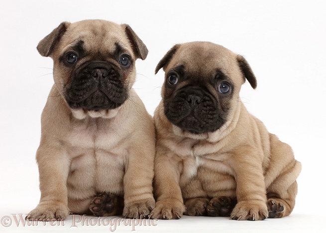 French Bulldog puppies, 5 weeks old, white background