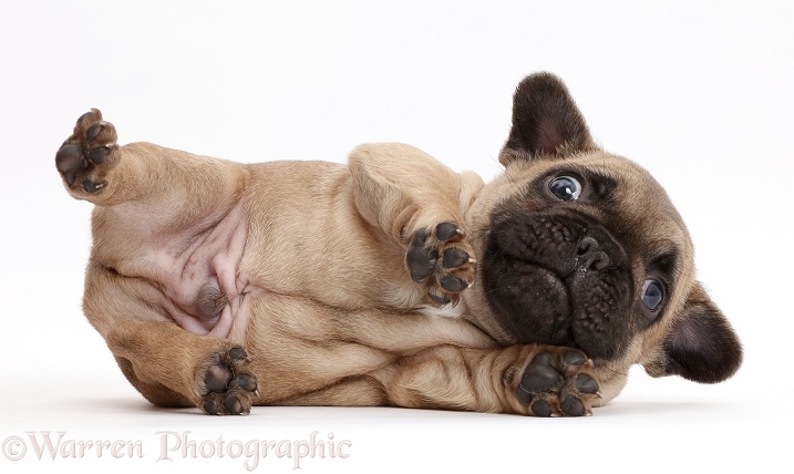 French Bulldog puppy, 5 weeks old, lying on his side, white background
