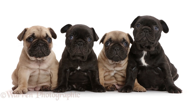 Four French Bulldog puppies, 5 weeks old, white background