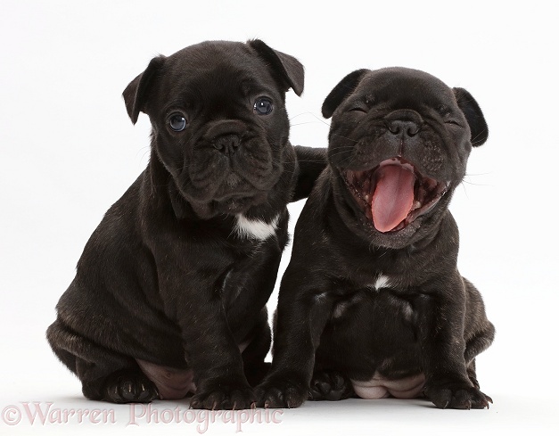 French Bulldog puppies, 5 weeks old, white background