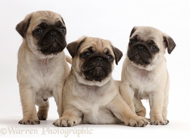 Three pug pups, white background