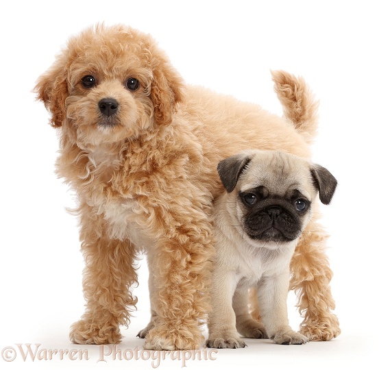 Cavachondoodle pup and pug pup, white background