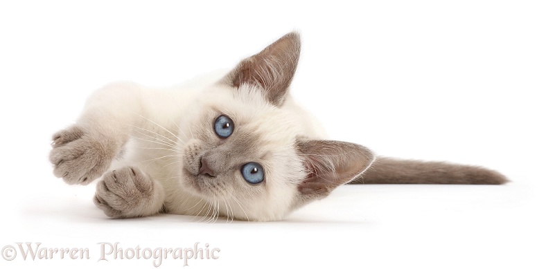 Blue-point kitten lying on her side, white background
