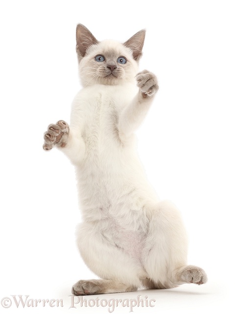 Playful Blue-point kitten, white background