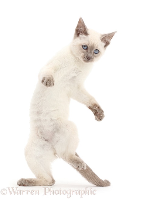 Playful Blue-point kitten, white background