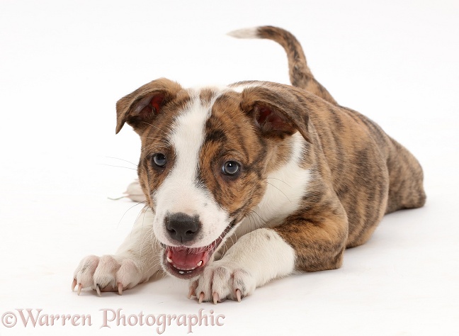 Brindle-and-white Lurcher pup, 8 weeks old, white background
