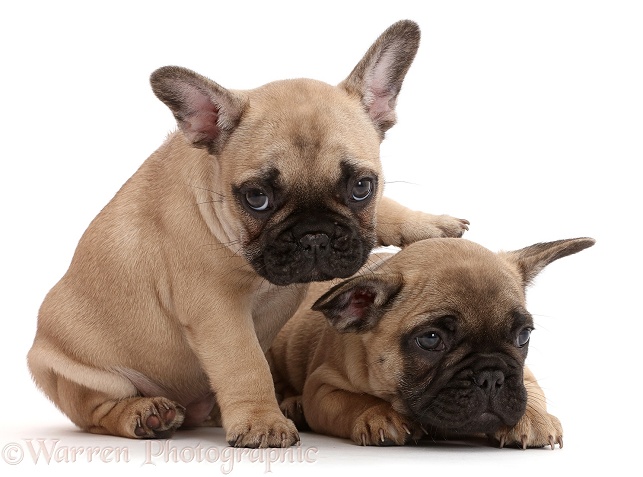Two French Bulldog puppies, 7 weeks old, white background