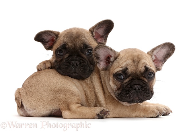 Two French Bulldog puppies, 7 weeks old, white background