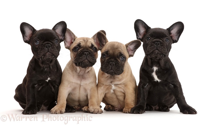 Four French Bulldog puppies, 7 weeks old, white background