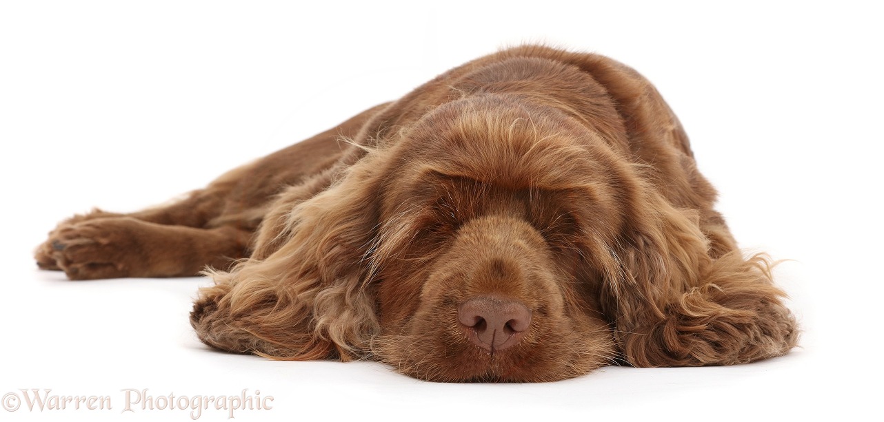 Sussex Spaniel sitting, lying with chin on the floor, white background