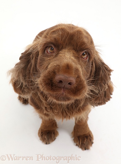 Sussex Spaniel sitting, looking up, white background