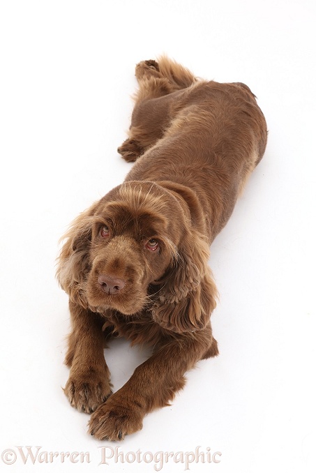 Sussex Spaniel lying down, looking up, white background