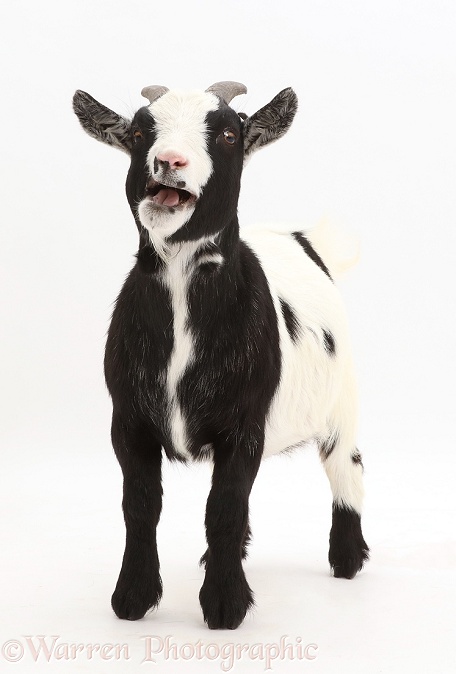 Black-and-white Pygmy Goat bleating, white background