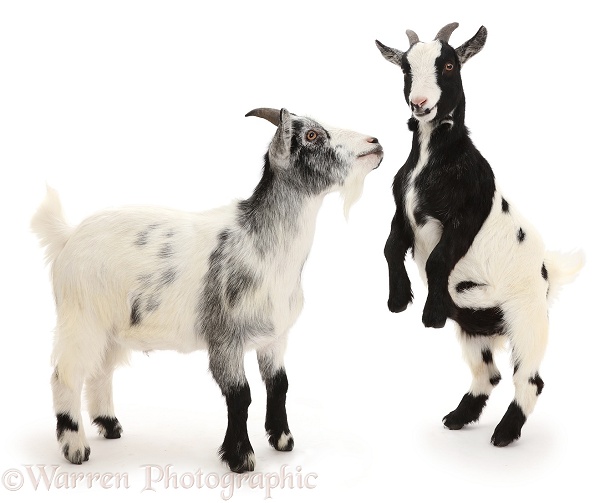Pygmy goats, one rearing up to challenge the other, white background