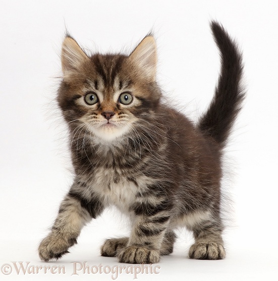 Tabby Persian-cross kitten, 7 weeks old, walking, white background