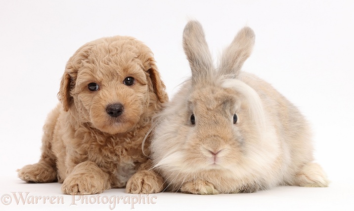 Fluffy rabbit and F1B Toy Goldendoodle puppy, 7 weeks old, white background