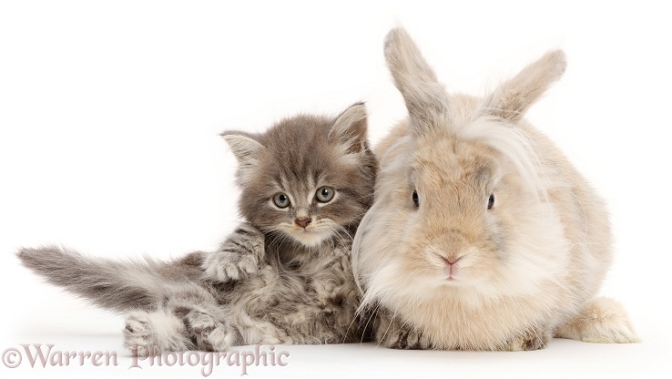Grey kitten and fluffy bunny, white background