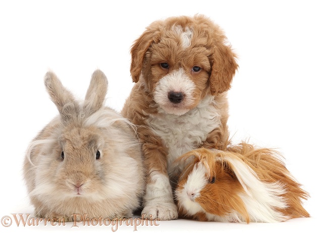 Goldendoodle puppy, bunny and Guinea pig, white background