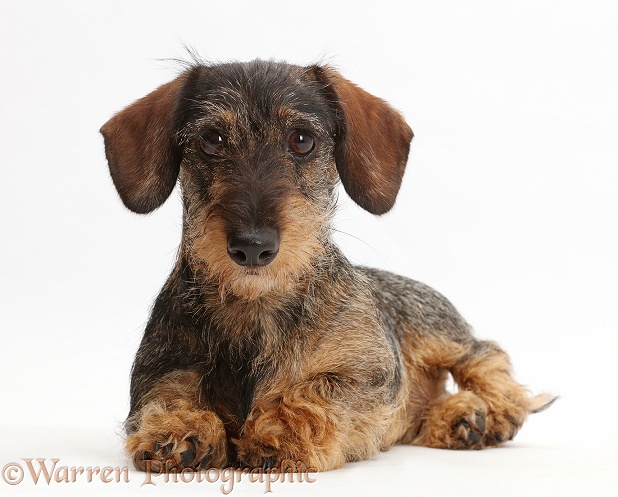 Wire haired Dachshund lying with head up, white background