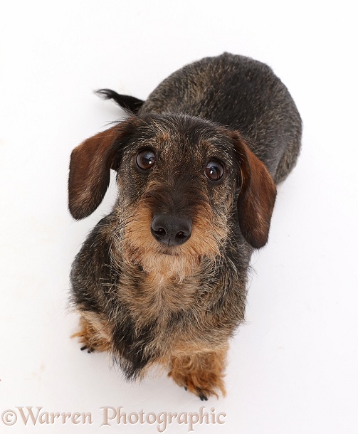 Wire haired Dachshund sitting and looking up, white background