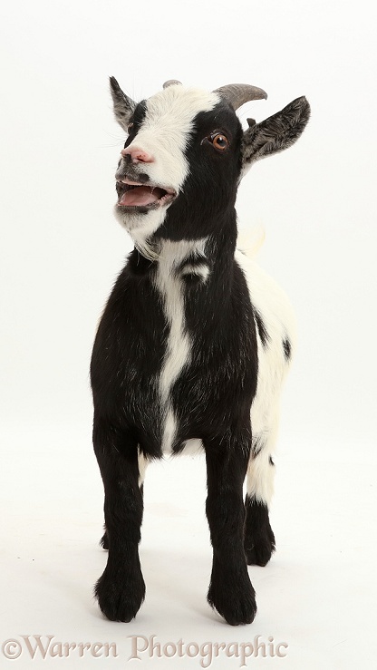 Black-and-white Pygmy Goat bleating, white background