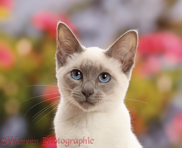 Blue-point kitten looking thoughtful