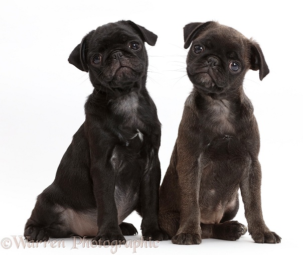 Black Pug and Platinum Pug pups sitting, white background